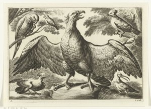 Orzeł Gatunki Diversarum avium (tytuł serii) Różne ptaki (tytuł serii)