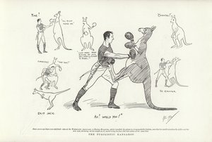 Pugilistyczny kangur autorstwa Phil May