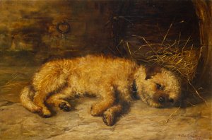 Border Terrier Szczeniak