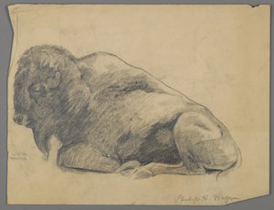 Żubr (grafit na papierze) autorstwa Philip H. Wolfrom