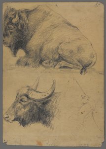 Żubr i głowa bawoła wodnego (grafit na papierze) autorstwa Philip H. Wolfrom