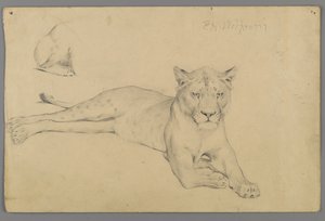 Siedząca lwica (grafit na papierze) autorstwa Philip H. Wolfrom