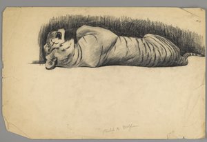 Śpiący tygrys (węgiel drzewny na papierze) autorstwa Philip H. Wolfrom