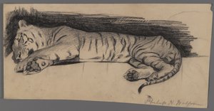 Śpiący tygrys (węgiel drzewny na papierze) autorstwa Philip H. Wolfrom
