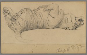 Śpiący tygrys (grafit na papierze) autorstwa Philip H. Wolfrom