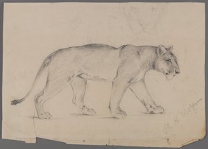 Idąca lwica (grafit na papierze) autorstwa Philip H. Wolfrom