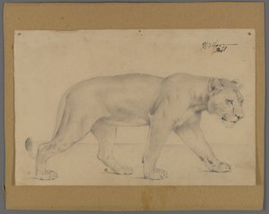 Przemierzająca lwica (grafit na papierze przymocowanym do tektury) autorstwa Philip H. Wolfrom