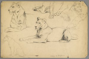 Studia lwicy (grafit i węgiel drzewny na papierze) autorstwa Philip H. Wolfrom