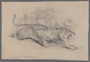 Tygrys w pejzażu (grafit na papierze) autorstwa Philip H. Wolfrom