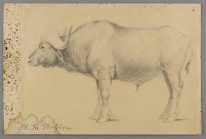 Bawół wodny (grafit na papierze) autorstwa Philip H. Wolfrom