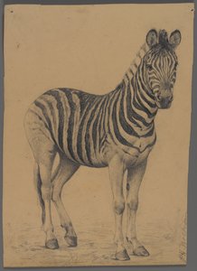 Zebra (grafit na papierze) autorstwa Philip H. Wolfrom