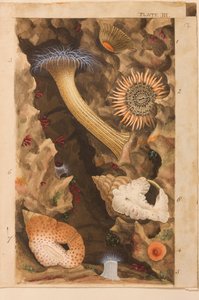 Tablica III, opracowanie dla „Actinologia Britannica: A History of the British Sea Anemones and Corals”, ok. 1858-60 (grafit, wc i gwasz na papierze)