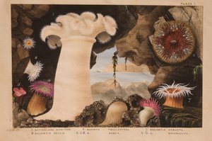 I, opracowanie dla „Actinologia Britannica: A History of the British Sea Anemones and Corals”, ok. 1858-60 (grafit, wc i gwasz na papierze)