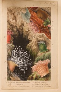 Tablica VI, opracowanie dla „Actinologia Britannica: A History of the British Sea Anemones and Corals”, ok. 1858-60 (grafit, wc i gwasz na papierze)