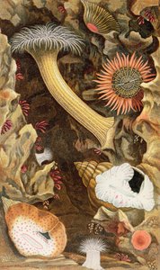 Snake Locked Anemones, płyta III z „Actinologia Britannica: A History of the British Sea Anemones and Corals”, 1860 (chromolitho)