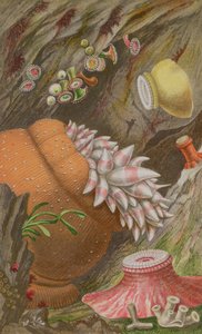 The Crimson Imperial, Yellow Imperial i Globehorn, płyta IX z Actinologia Britannica: A History of the British Sea Anemones and Corals, 1860 (chromolitho)