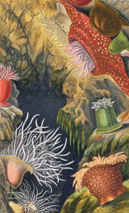 Diadem pryszcz, płyta VI z „Actinologia Britannica: A History of the British Sea Anemones and Corals”, 1860 (chromolitho)