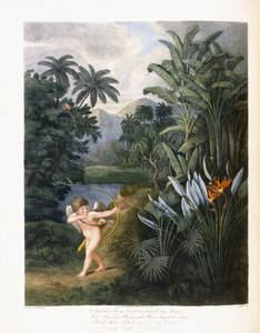 A potem boski Linneusz, c.1796-1807