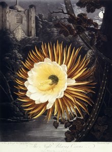 Noc wieje Cereus, 1800