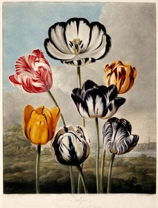 "Tulipany", 1798.