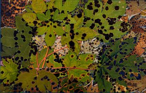 Acer pseudoplatanus: Jawor zaatakowany przez czarnego grzyba Rhytisma acerinum, 1907-09 (fotograwiura)