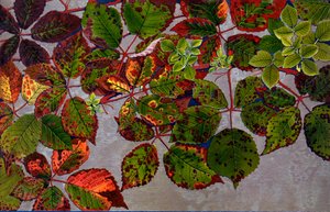 Rubus Fruticosus zaatakowany przez grzyb różany Phragmidium Violaceum, 1907-09 (fotograwiura)
