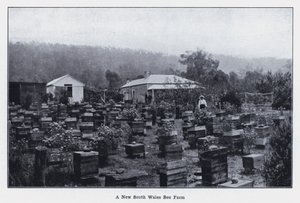 Farma pszczół w Nowej Południowej Walii (zdjęcie czarno-białe) autorstwa Photographer Australian