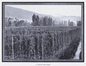 Wiktoriański ogród chmielowy (zdjęcie b/w) autorstwa Photographer Australian
