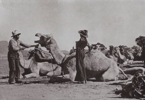 Zespoły wielbłądów z Aborygenami odpowiedzialnymi za dostarczanie wysuniętych stanowisk w Australii Środkowej (zdjęcie czarno-białe) autorstwa Photographer Australian