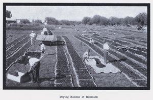 Suszenie rodzynek w Renmark (zdjęcie czarno-białe) autorstwa Photographer Australian