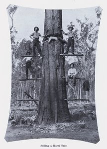 Ścinanie drzewa Karri (zdjęcie czarno-białe) autorstwa Photographer Australian