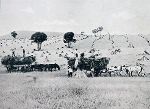 Harvesting, Nowa Południowa Walia, ok. 1900, z „Pod Krzyżem Południa – Przebłyski Australii”, wydane przez Department of External Affairs, Melbourne autorstwa Photographer Australian