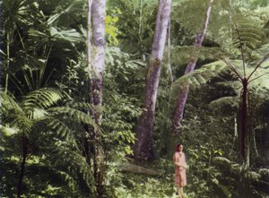 Queensland, Australia: Tropikalna dżungla (zdjęcie)