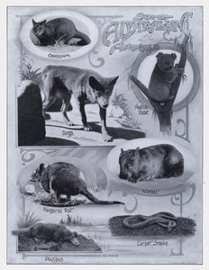 Niektóre australijskie zwierzęta (zdjęcie czarno-białe) autorstwa Photographer Australian