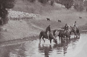 Reszta, typowi australijscy bywalcy (zdjęcie czarno-białe) autorstwa Photographer Australian