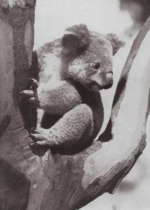 Unikalna koala lub rodzimy niedźwiedź (zdjęcie czarno-białe) autorstwa Photographer Australian