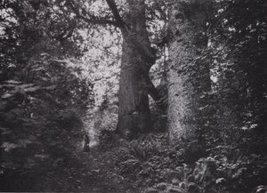 Forest Giants, Stanley Park, Vancouver (czarno-białe zdjęcie) autorstwa Photographer Canadian