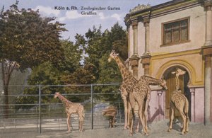 Zoo w Kolonii, żyrafy (zdjęcie) autorstwa Photographer German