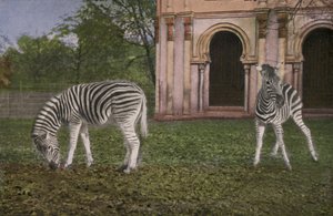 Zoo w Kolonii, Zebry (zdjęcie) autorstwa Photographer German