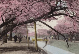 Japonia, ok. 1912: Kwiat Wiśni w Koganei, niedaleko Tokio (zdjęcie) autorstwa Photographer Japanese