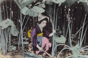 Japonia, ok. 1912: Ogromny rabarbar bagienny, dzika roślina, Akita (zdjęcie) autorstwa Photographer Japanese