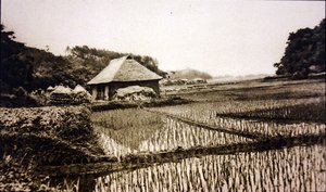 Pola ryżowe w Japonii autorstwa Photographer Japanese