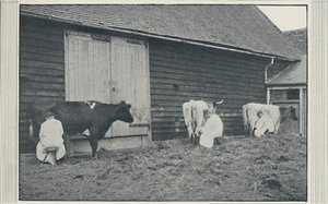 Dojenie krów, 1910