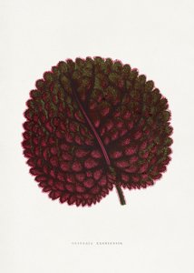  autorstwa PictufyLes Plantes a Feuillage Colore