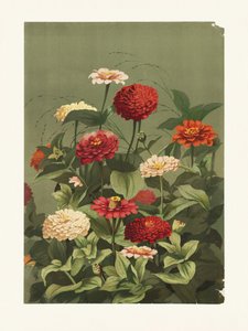 Cynie autorstwa Ellen Thayer Fisher autorstwa Pictufy