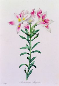 Alstroemeria Peregrina (kolorowy grawerunek) autorstwa Pierre Joseph Redouté