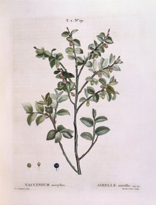 Borówka (Vaccinium myrtillus), Henry Louis Duhamel du Monceau, płyta botaniczna Pierre Joseph Redouté autorstwa Pierre Joseph Redouté