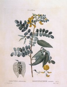 Senna pęcherza (arborescencja Colutea), Henry Louis Duhamel du Monceau, płyta botaniczna Pierre Joseph Redouté autorstwa Pierre Joseph Redouté