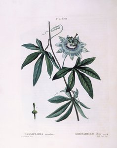 Blue passion flower (Passiflora caerulea), Henry Louis Duhamel du Monceau, botanical plate by Pierre Joseph Redouté   1123687   pl       polish Successfully Translated  Original: The Rialto bridge and the Palazzo dei Camerlenghi, 1902-04 Translat: 