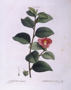 Camellia (Camellia japonica), Henry Louis Duhamel du Monceau, płyta botaniczna autorstwa Pierre Joseph Redouté autorstwa Pierre Joseph Redouté